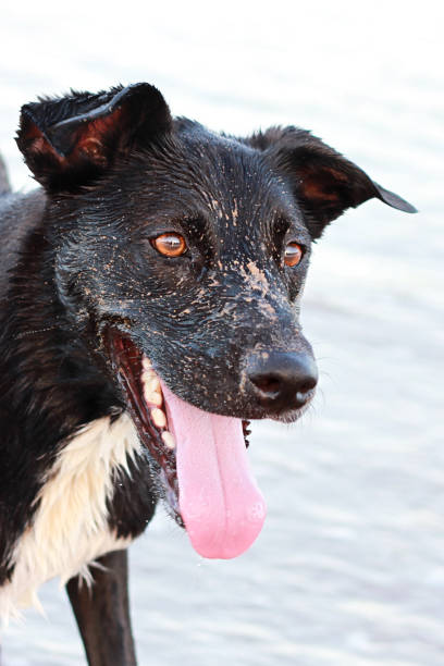 istock Large Wet And Sandy Black Dog At The Beach Side Angle 647056998