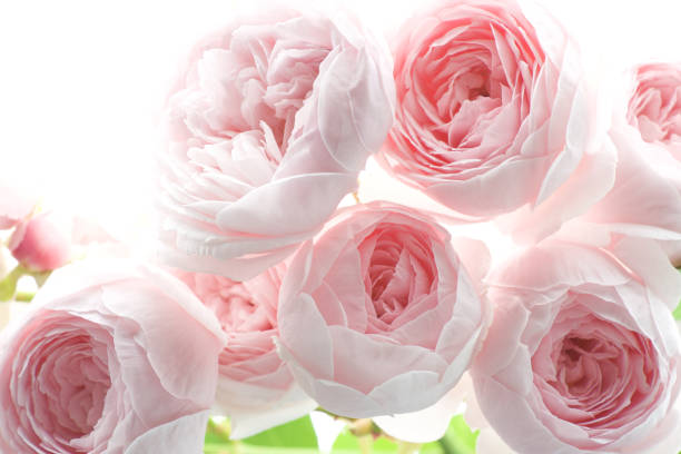 Pale pink rose flower blossoms background