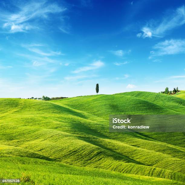 Green Field Landscape Spring In Tuscany Stock Photo - Download Image Now - Hill, Green Color, Tuscany