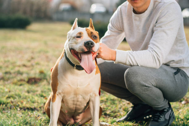 istock Beautiful friendship between dog and man. 647060934
