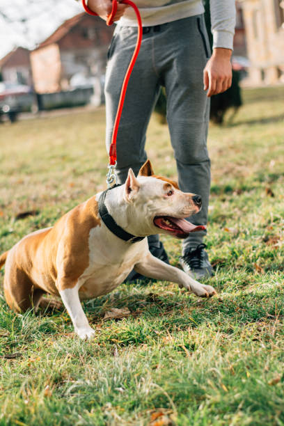 istock Friendship between man and dog 647071304