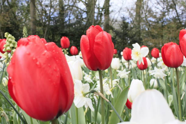 istock Tulip Flowers Blooming 647074808