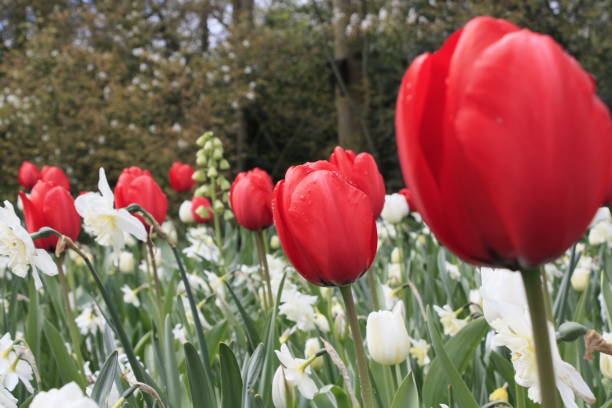 istock Tulip Flowers Blooming 647074826