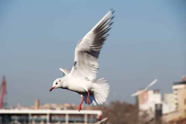 Seagull flying in sky over the sea in Istanbul in  the urban environment
