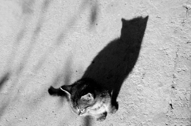 istock The shadow of a  beautiful kitten 647087474