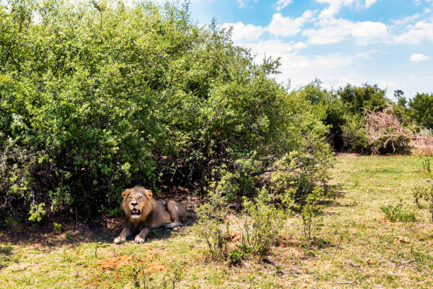 African lion, Chobe National Park, Botswana