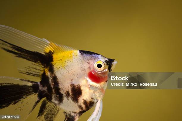 Koi Angelfish Pterophyllum Scalare Aquarium Fish Isolated On White Stock Photo - Download Image Now