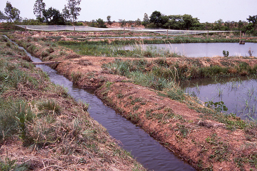 Irrigation ditch and aquaculture ponds near the Volta River southern Burkina Faso Africa