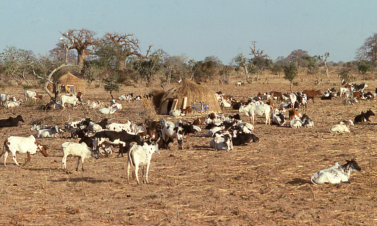 Dry season temporary settlement by nomadic Fulani herder and his cattle in a local farmer's field in the northern Sahel Burkina Faso Africa