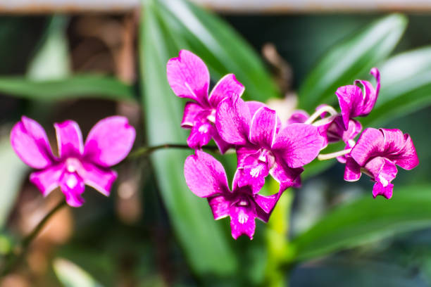 istock Pink Thai royal orchid flower 647096774