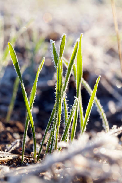 istock green wheat in frost, close-up 647099040