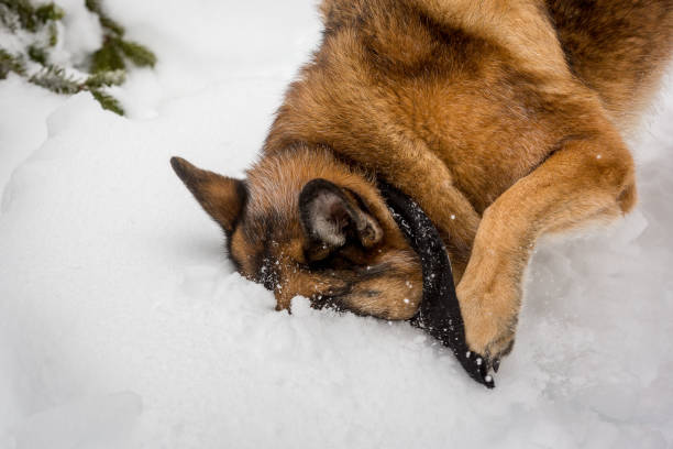 istock German Shepherd diving into pile of snow 647099166
