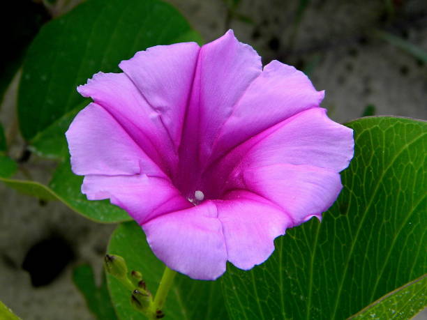istock Beautiful flowers of the rest 647100336