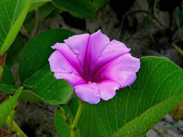 istock Beautiful flowers of the rest 647100358