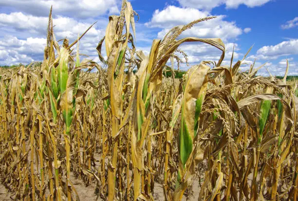 Poorly developed cornstalks show the effects of prolonged hot, dry weather on a farm in southern Wisconsin.