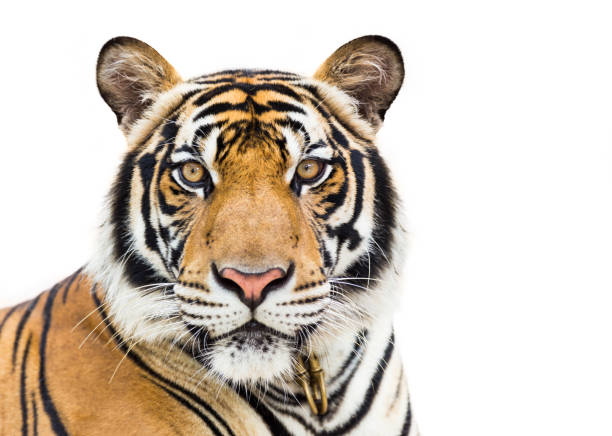 jonge tijger geïsoleerd op witte achtergrond - tiger stockfoto's en -beelden