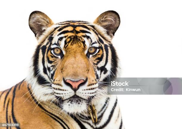 Foto de Jovem Tigre Isolado No Fundo Branco e mais fotos de stock de Tigre - Tigre, Fundo Branco, Figura para recortar