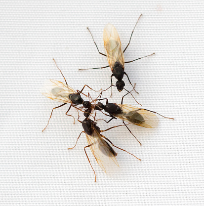 Group of winged Carpenter Ants (Camponotus) on a white background