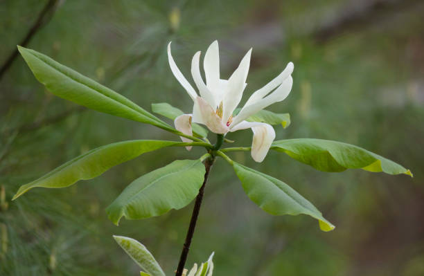 schirm-magnolie-blume - sweet magnolia tree blossom white stock-fotos und bilder