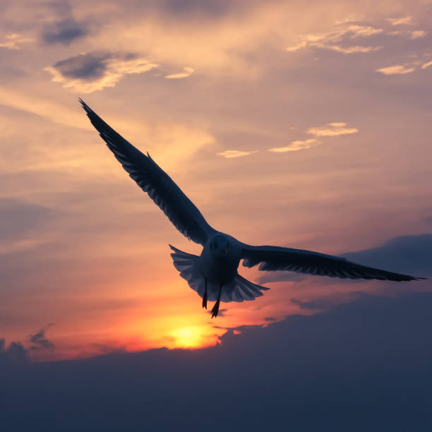 istock Silhouette seaguls flying over sea 647107436
