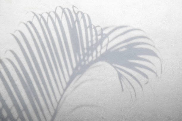 istock shadows palm leaves on white concrete rough texture 647110154