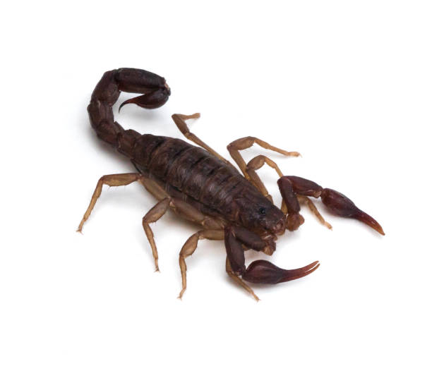 istock Southern Unstriped Scorpion 647110172