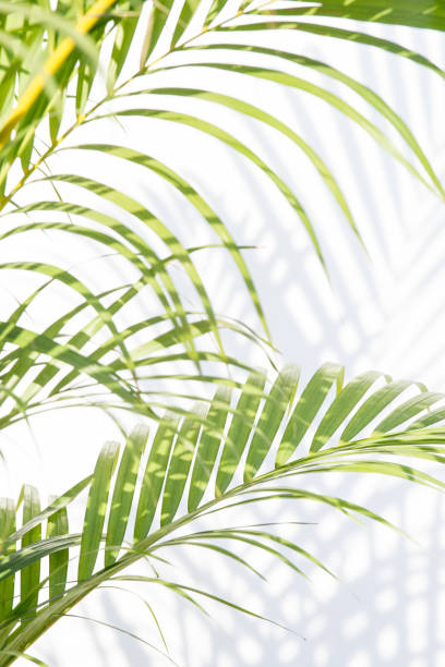 istock palm leaves and shadows on a white wall 647110202