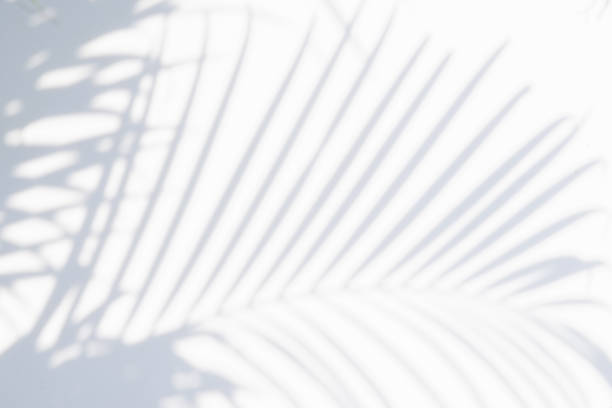 istock shadows palm leaves on a white wall. 647110224