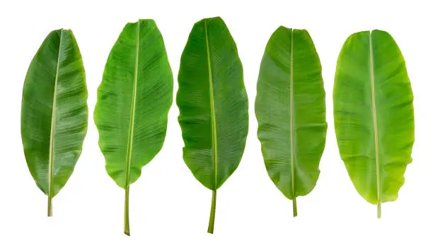 Photo of collection of banana leaf