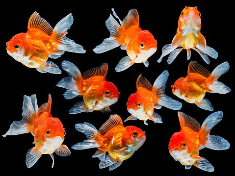 collection of goldfish isolated on black background