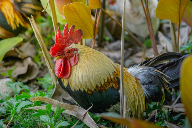 istock portrait of bantam chicken 647110400