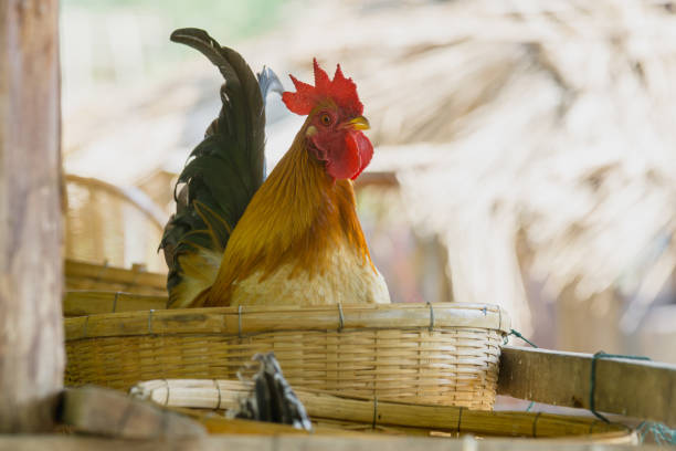 close up portrait of bantam chicken, Beautiful colorful cock