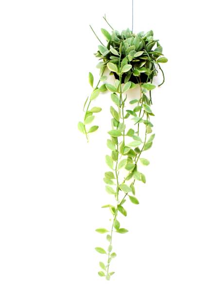 istock house plant hanging on white background 647113016