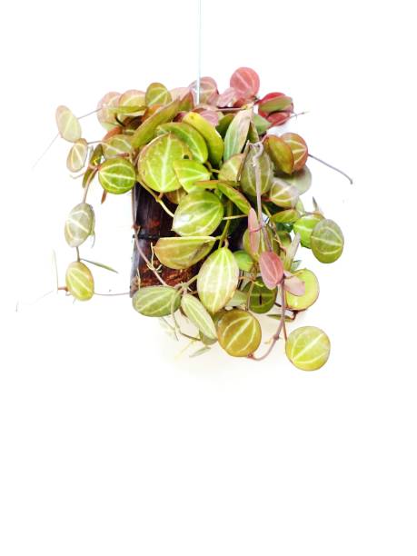 istock house plant hanging on white background 647113078