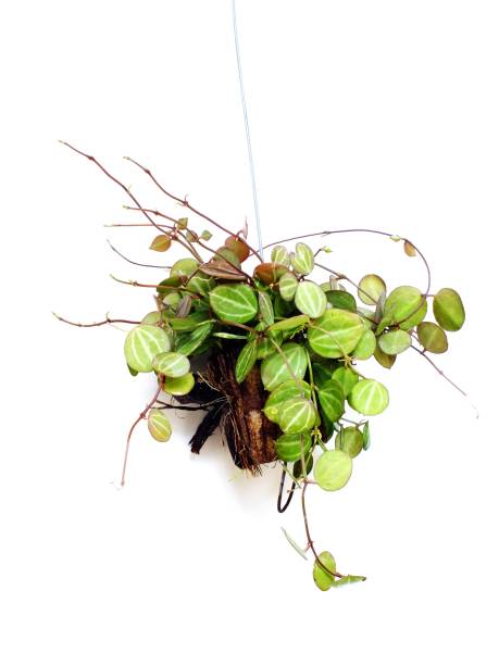 istock house plant hanging on white background 647113180