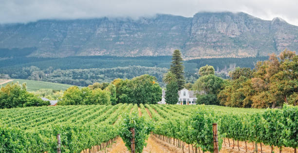 stellenbosch ブドウ園 - south africa cape town winelands constantia ストックフォトと画像