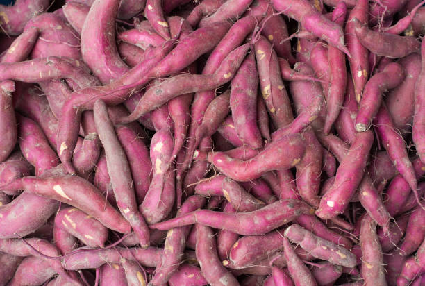 istock Purple sweet potato background 647113466