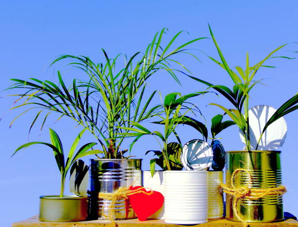 istock Four kinds of palms. 647114266