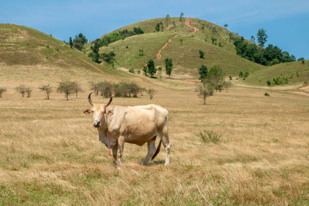 istock Cow on a summer mountain pasture 647117182