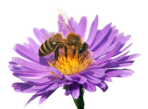 istock honey bee on violet flower isolated on white background 647126712