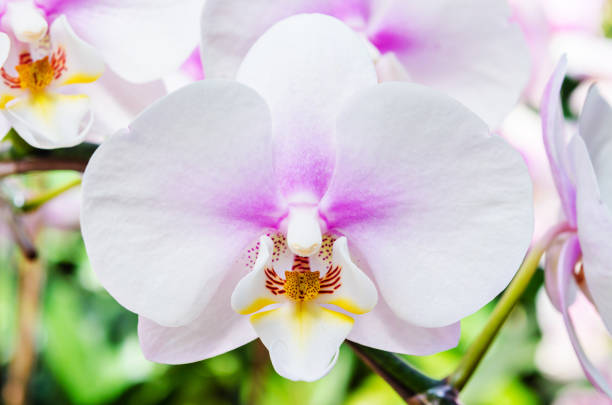 istock White orchid in garden. 647127096