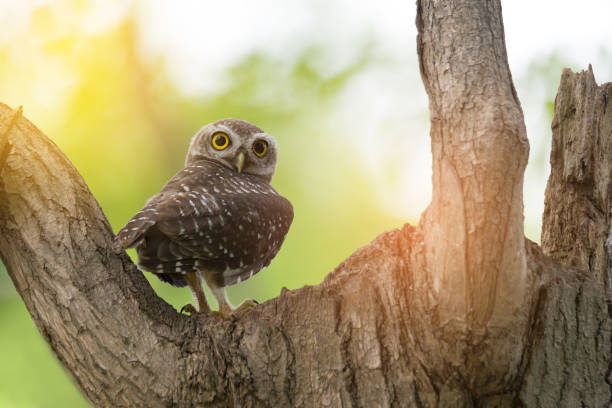 istock Spotted owlet(Athene brama)  . Little owl, Spotted owlet(Athene brama) perching over hollow nest, looking at the camera 647130156