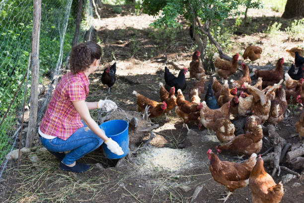 istock Young female farmer giving feeding 647130560