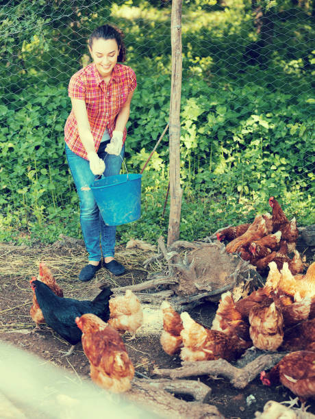 istock Female farm worker giving feeding stuff to chickens 647130564