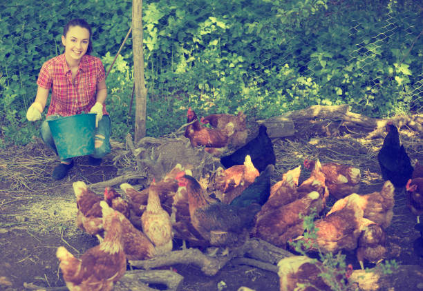 istock Young woman farmer giving feeding stuff 647130572