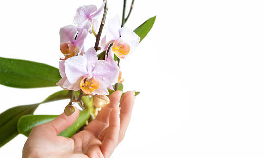 Hand in Orchid on a white background.