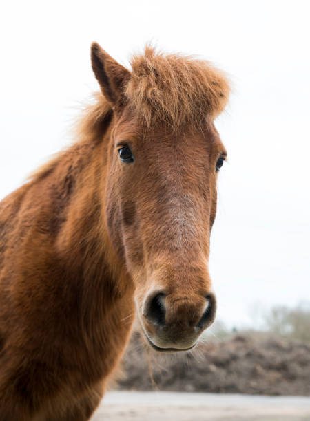 istock horse in dutch nature 647134854