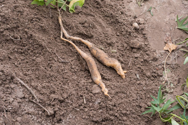 istock sweet potato harvest with native soil background. 647135252