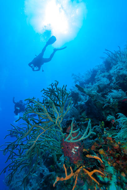 istock Underwater scene with the silhouette of a scuba diver 647137716