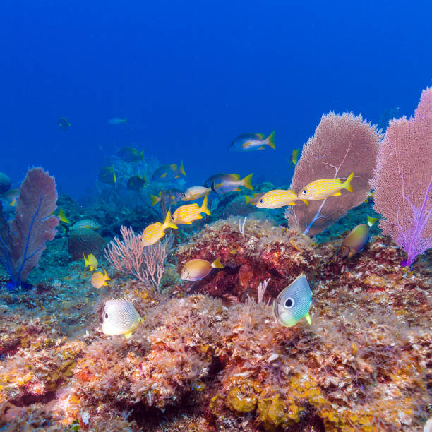 istock Underwater scene with a shoal of yellow tropical fish 647137736